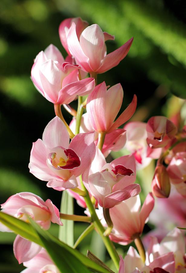 Pink Orchids Photograph by Jane Girardot