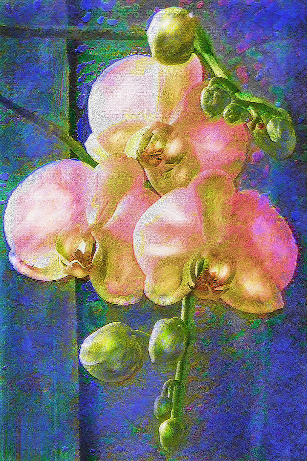 Pink Orchids Digital Art by Jane Schnetlage