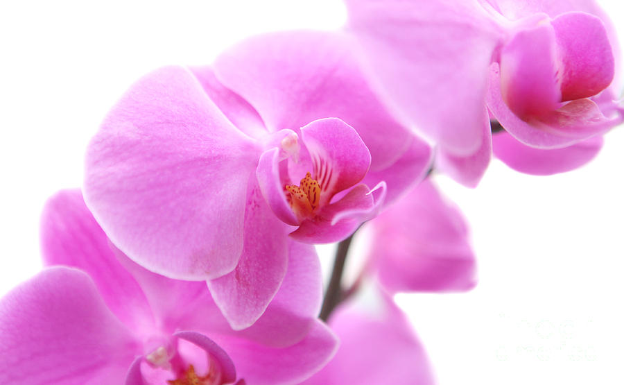 Pink Orchids Photograph by Jennifer Camp