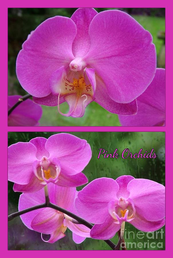 Pink Orchids Photograph by Joan-Violet Stretch