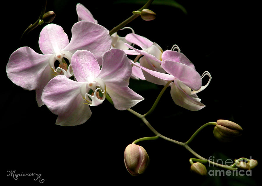 Pink Orchids Photograph by Mariarosa Rockefeller