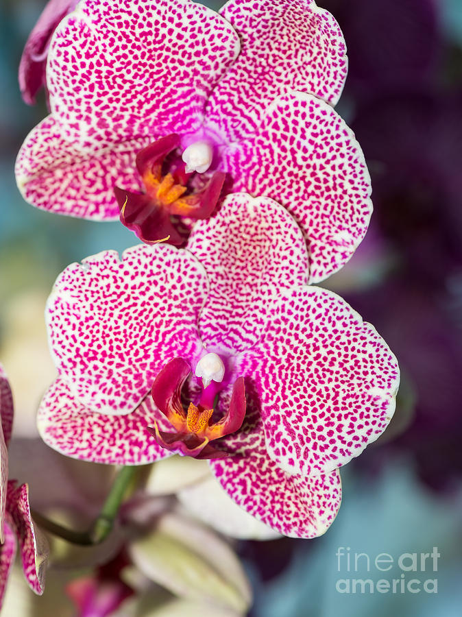 Pink Orchids Photograph by Matt Malloy