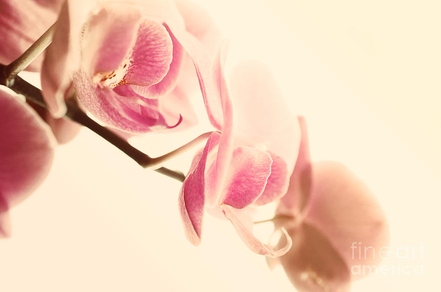 Pink Orchids on Soft Pink Background Photograph by Sabine Jacobs