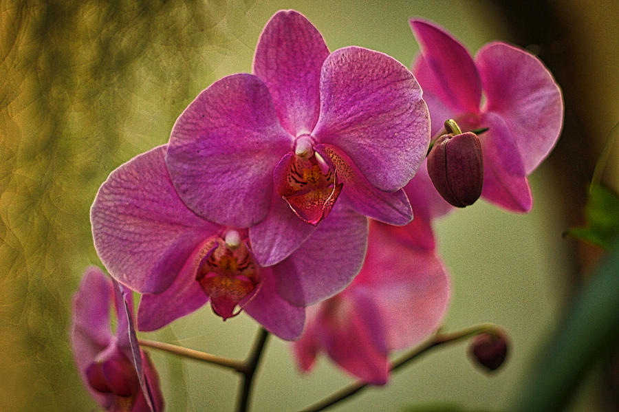 Pink Orchids Photograph by Stuart Litoff
