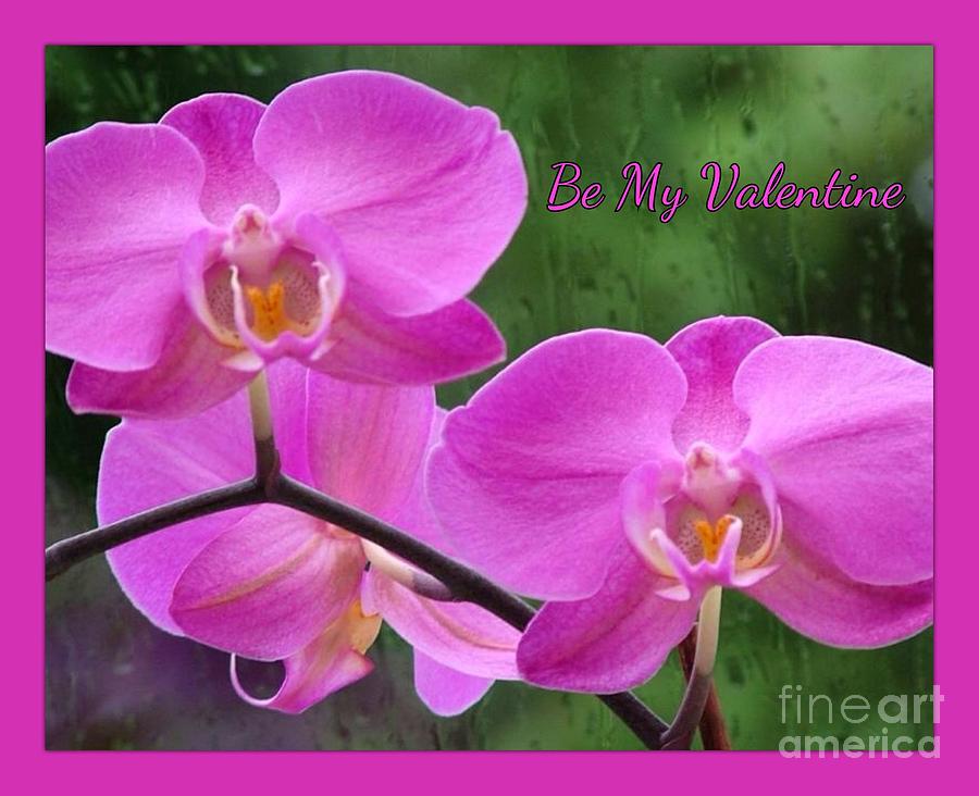 Pink Orchids Valentine Greeting Photograph by Joan-Violet Stretch