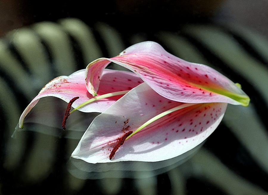 Pink Oriental Lily Reassembled 2 Photograph by Andrea Lazar