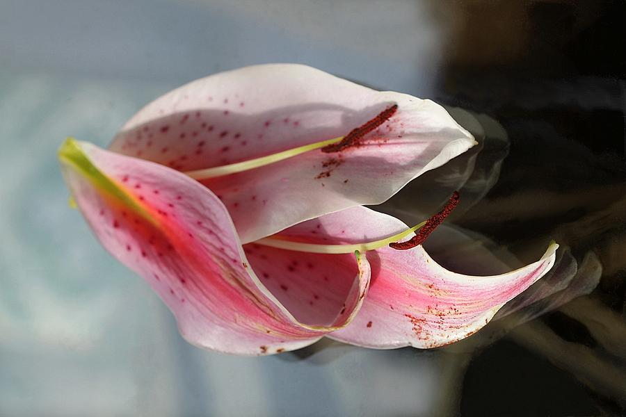 Pink Oriental Lily Reassembled Photograph by Andrea Lazar