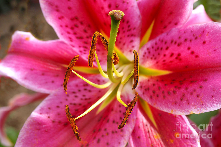 Pink Oriental Lily Photograph by Vivian Martin