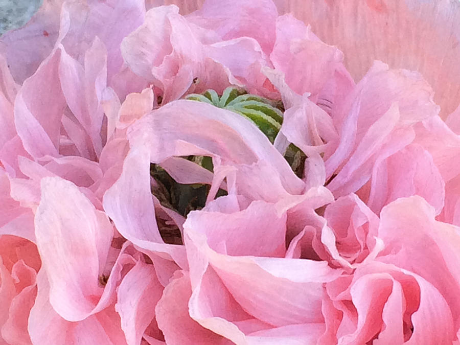 Pink Oriental Poppy Macro Photograph by Peggy Collins