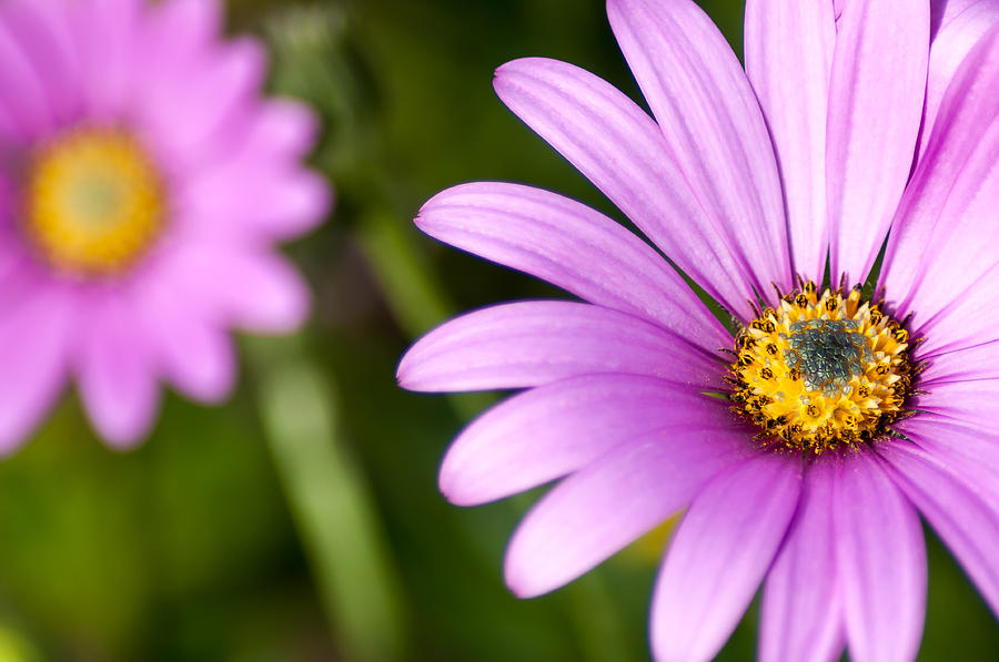 Pink Osteospermum Photograph by Chay B | Fine Art America