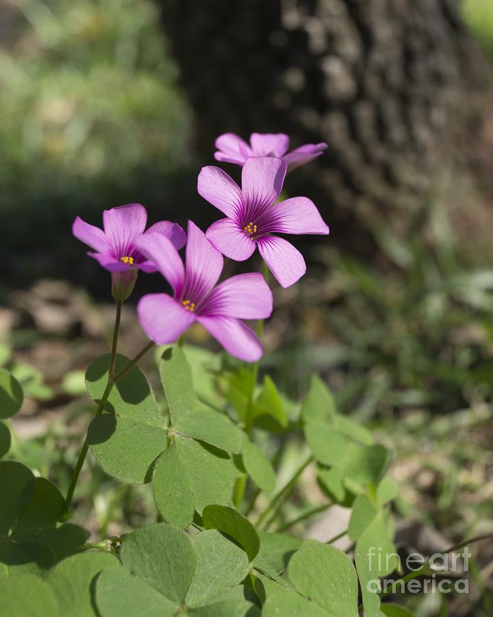 Pink Oxalis Blooming Beneath a Tree Photograph by MM Anderson