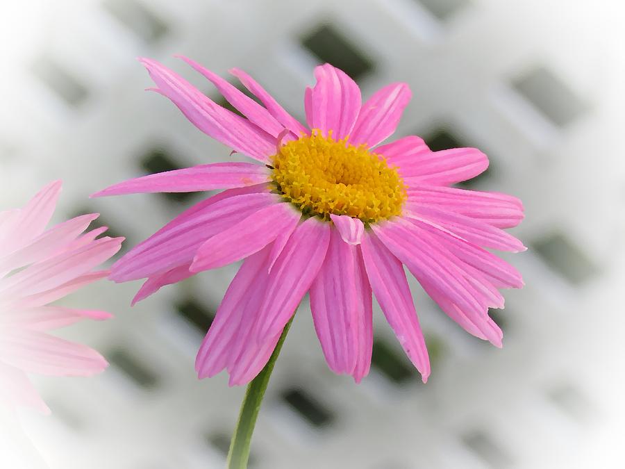 Pink Painted Daisy Photograph by MTBobbins Photography