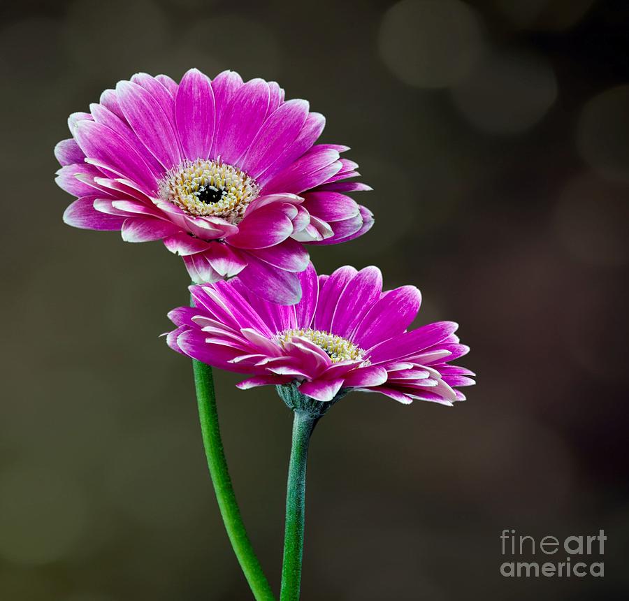 Pink Pair Photograph by Shirley Mangini