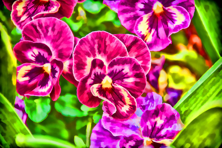 Spring Photograph - Pink Pansies by Jeanne May