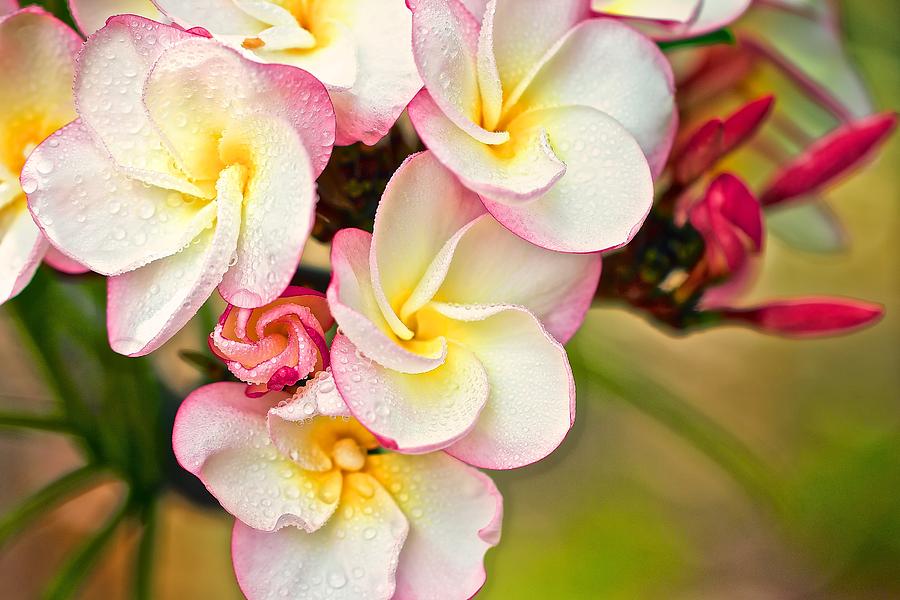 Pink Pansy Plumeria Photograph by Jade Moon 