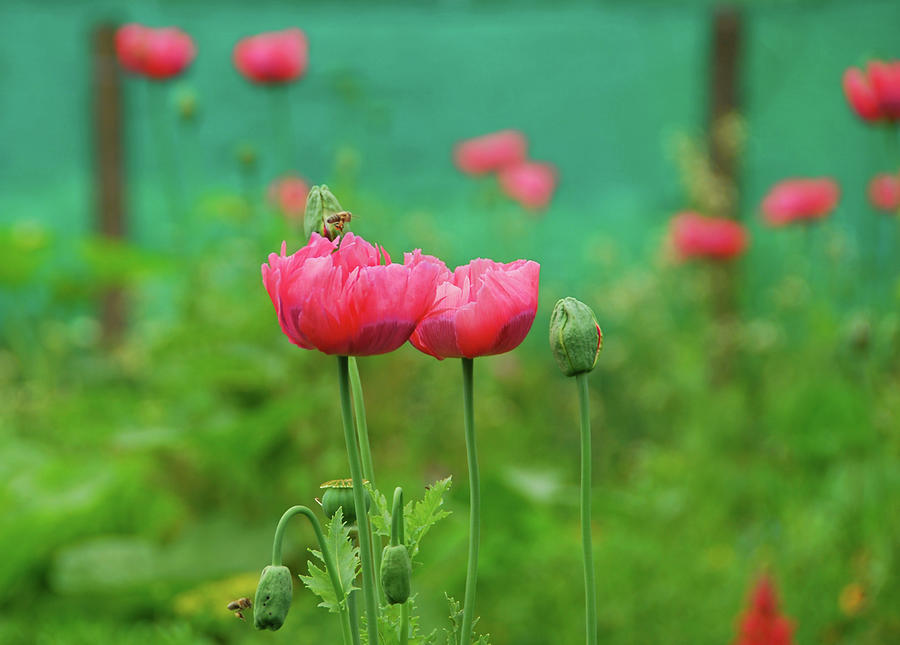Pink Papaver Somniferum Photograph by 49pauly