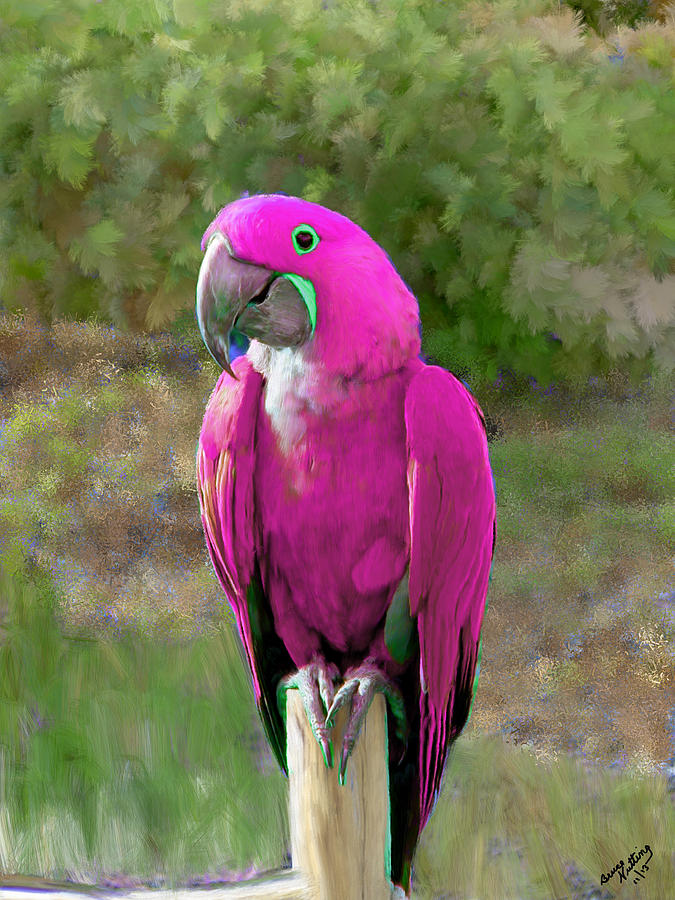 Pink Parroquet Painting by Bruce Nutting