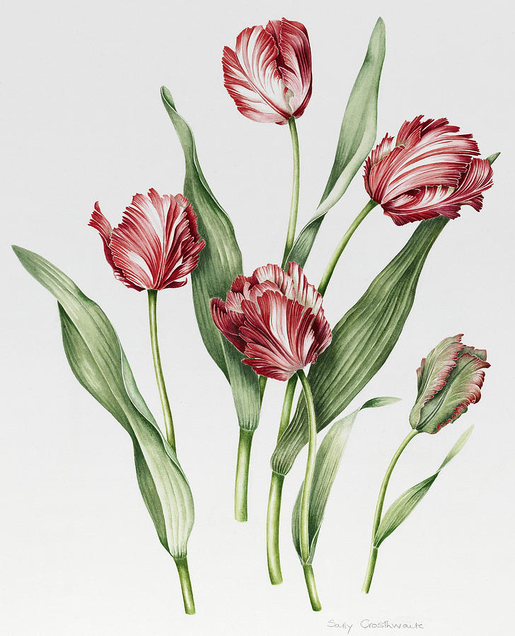 Pink Parrot Tulips Painting by Sally Crosthwaite