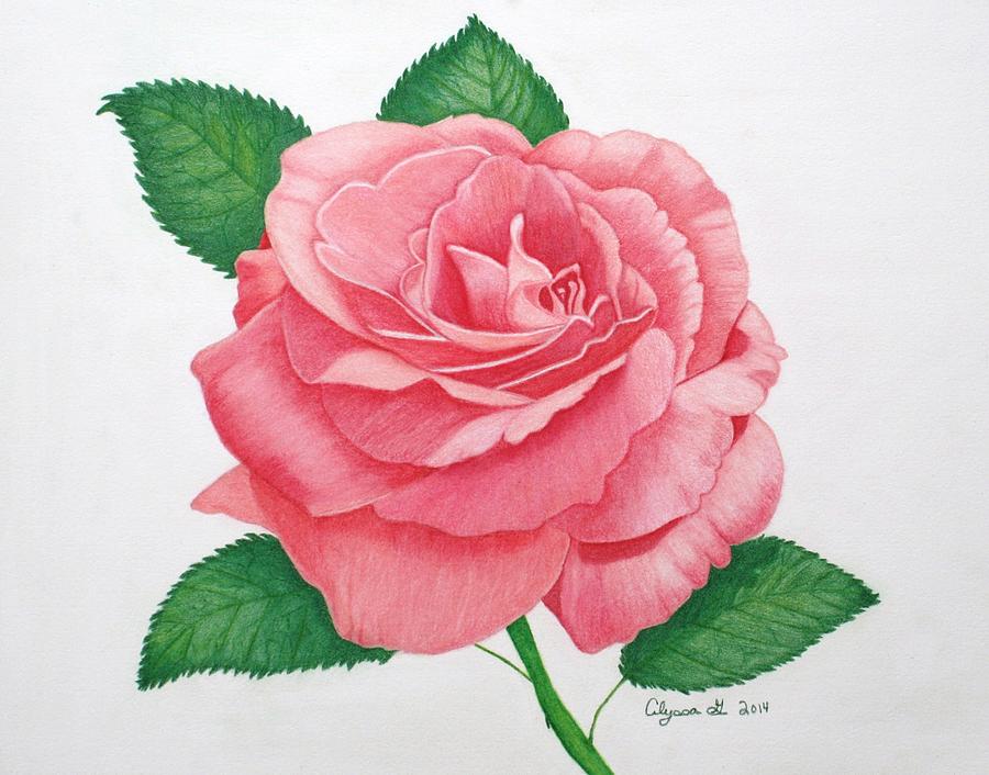 Nature Drawing - Pink Passion by Alyssa Glosson