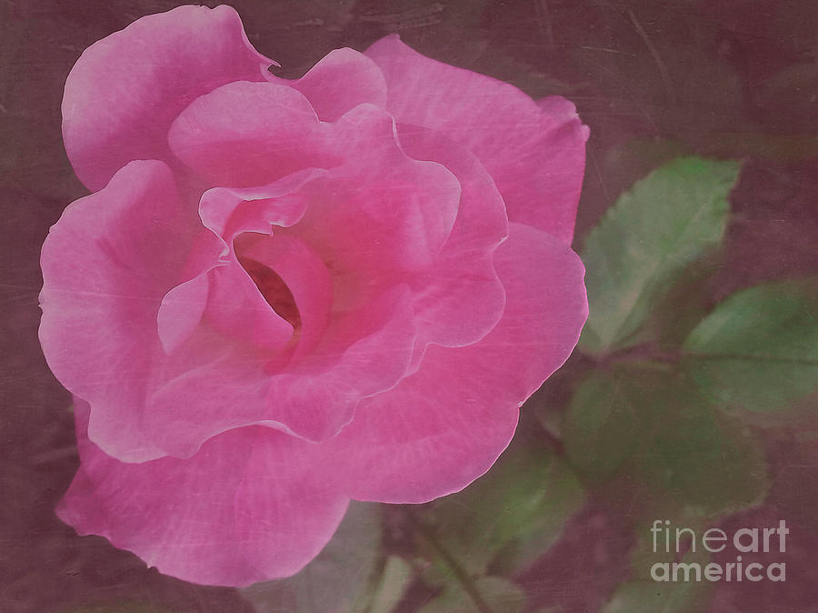 Pink Passion Photograph by Arlene Carmel