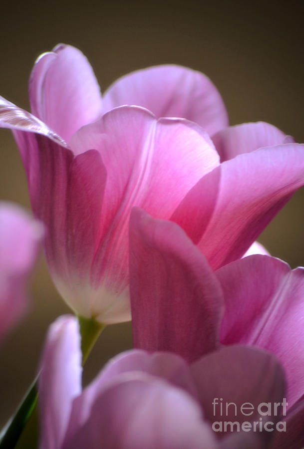 Tulip Photograph - Pink Passion by Deb Halloran
