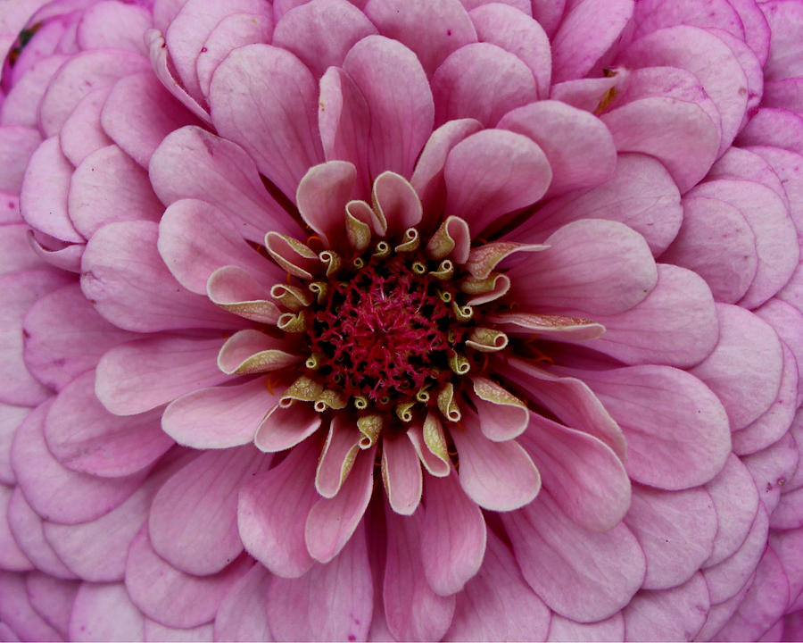 Flower Photograph - Pink Passion by Erin Tucker