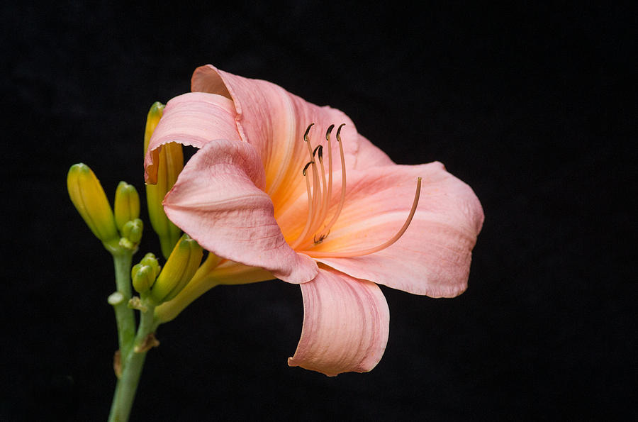 Lily Photograph - Pink Passion Lily and Buds by Douglas Barnett