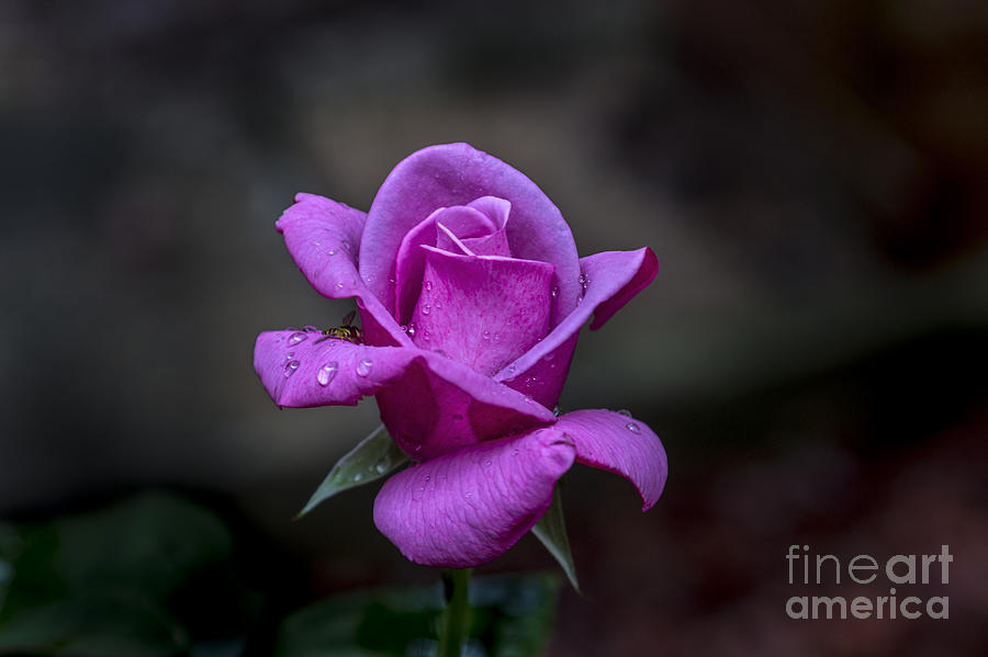Pink Photograph - Pink Passion by Michael Waters