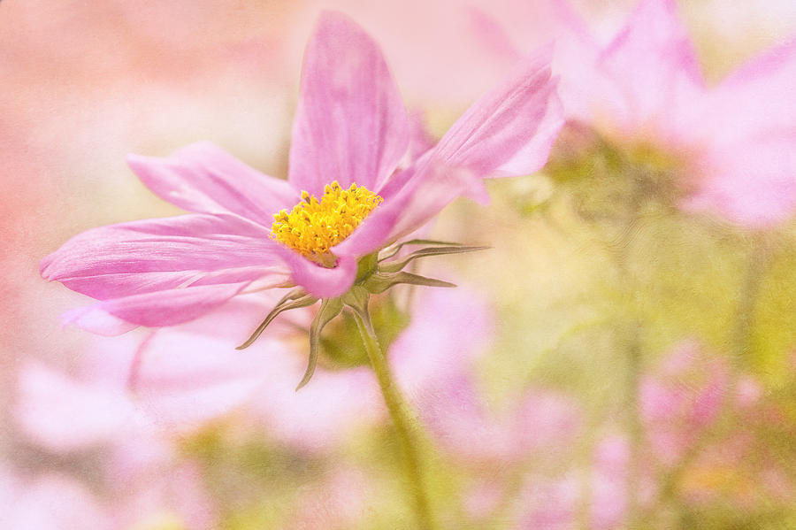 Pink Pastel Photograph by Mary Jo Allen