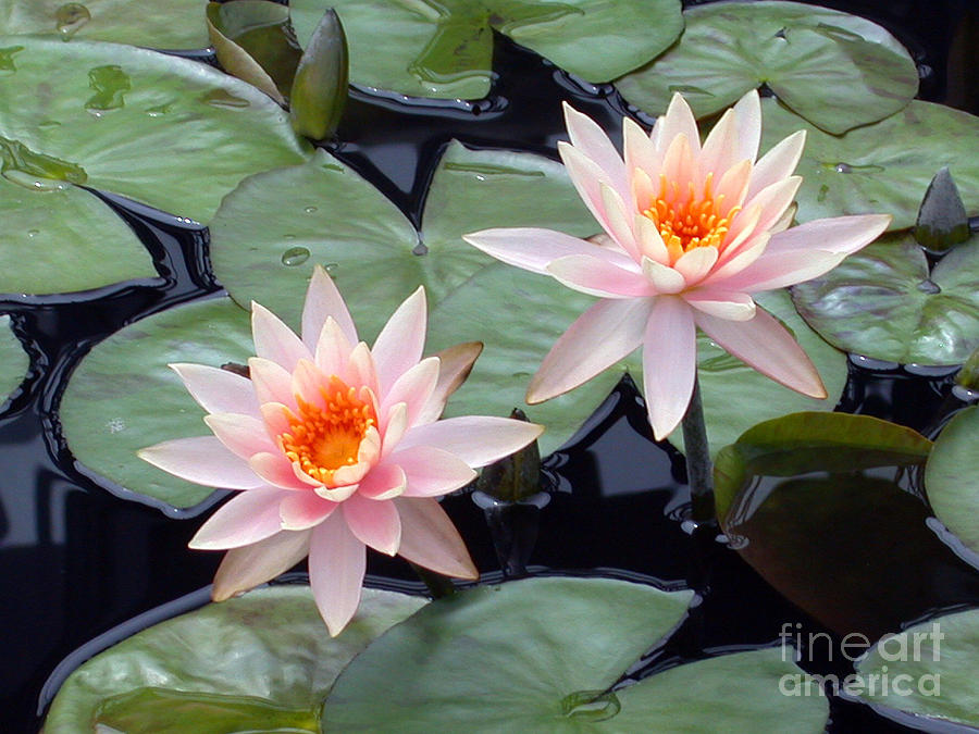 Pink Pastel Water Lilies Photograph by Living Color Photography Lorraine Lynch