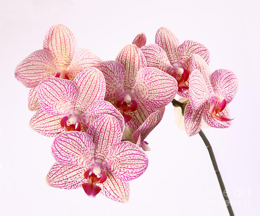 Pink Patterned Phalaenopsis Orchid Photograph By Rosemary Calvert