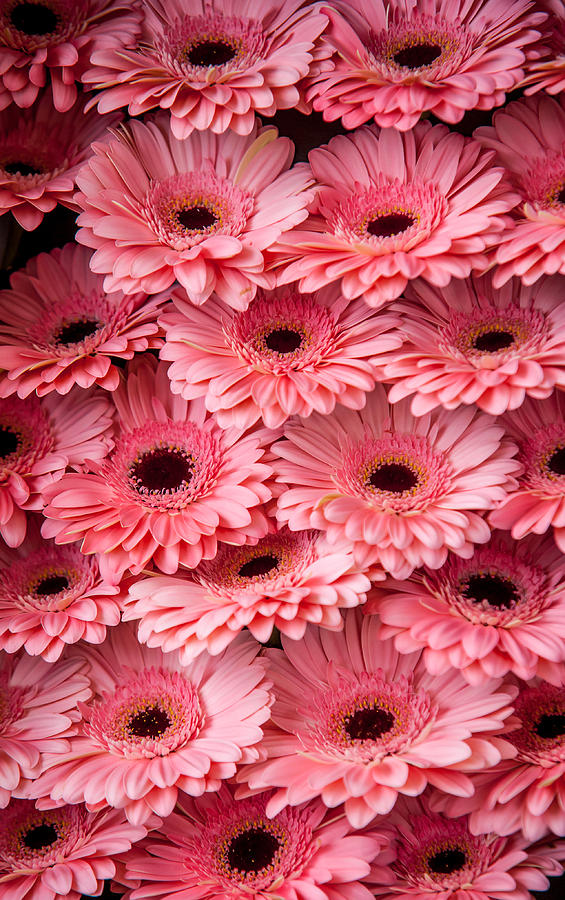 Pink Peach Gerbera 1. Amsterdam Flower Market Photograph by Jenny Rainbow