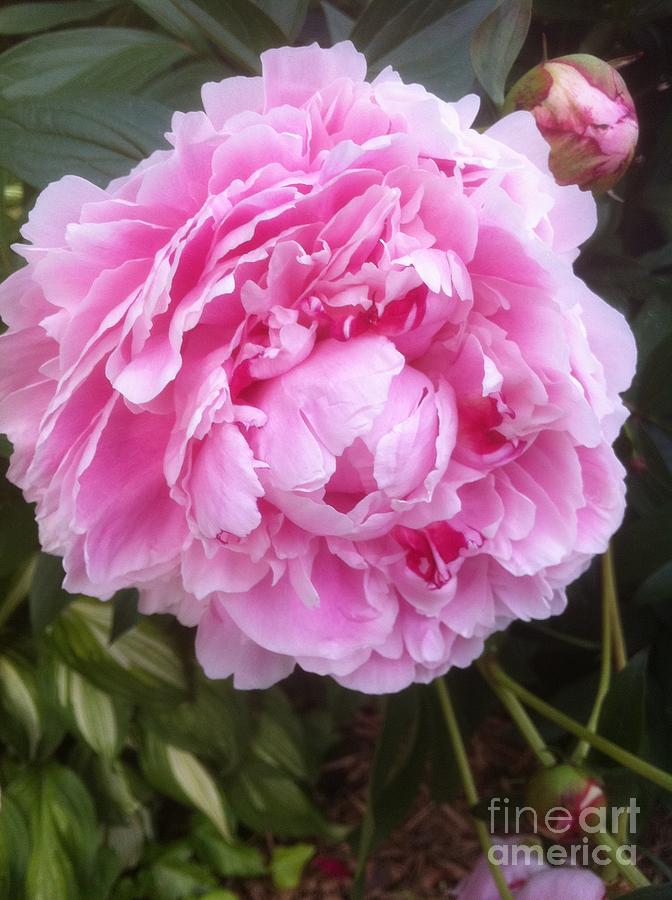 Pink Peonie Photograph by Nona Kumah
