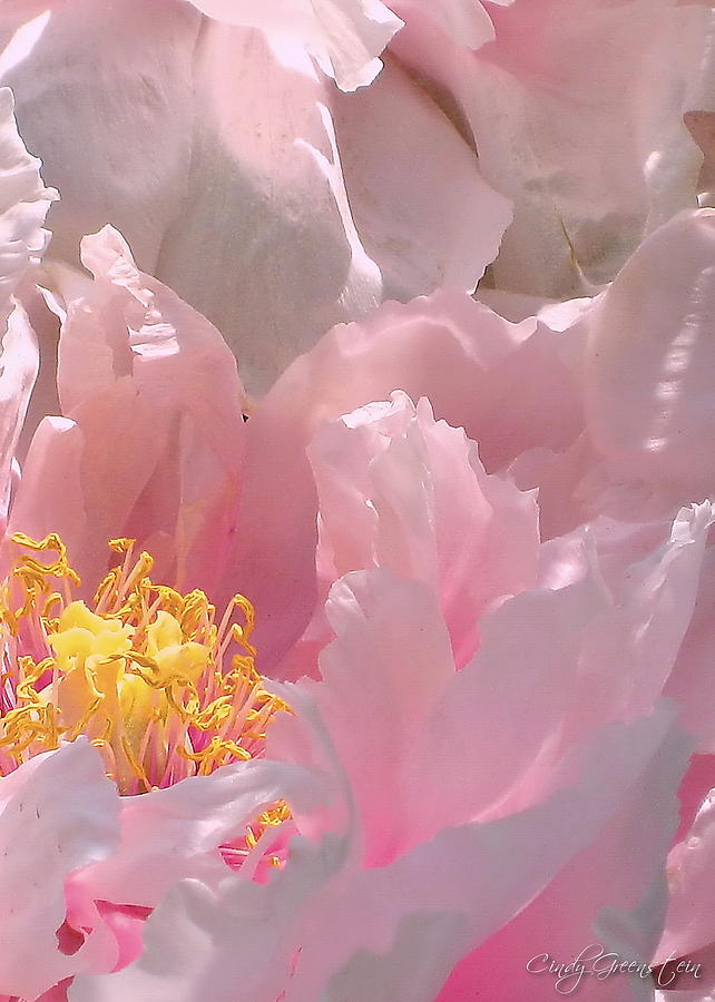 Pink Peonies 2  Photograph by Cindy Greenstein