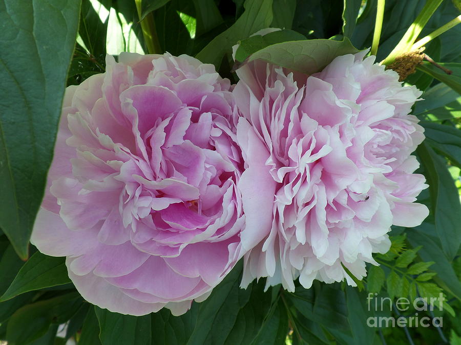 Pink Peonies 2 Photograph by HEVi FineArt