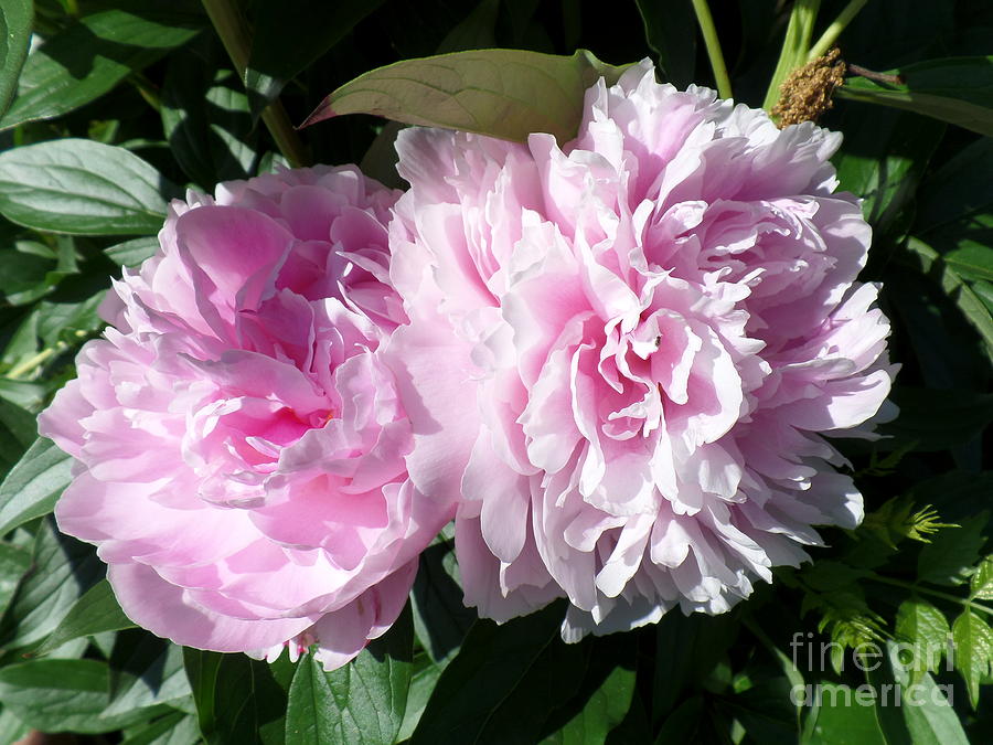 Pink Peonies 3 Photograph by HEVi FineArt