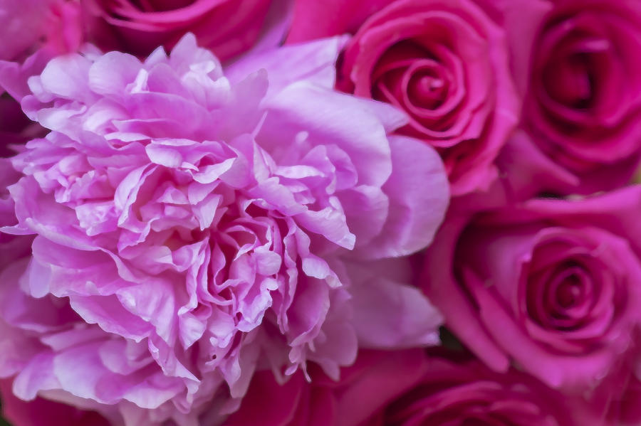 Pink Peonies and Pink Roses Photograph by Rich Franco