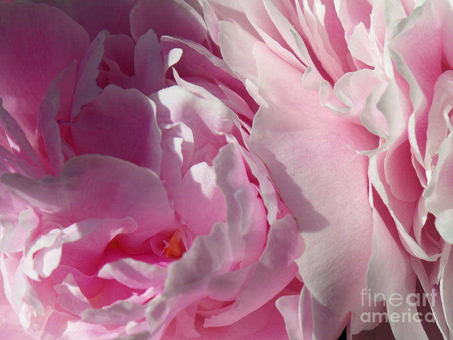 Pink Peonies Photograph by HEVi FineArt