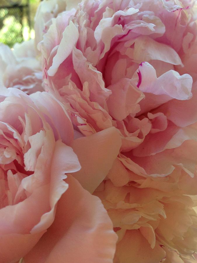 Pink Peonies Photograph - Pink Peonies by Michele Lewis