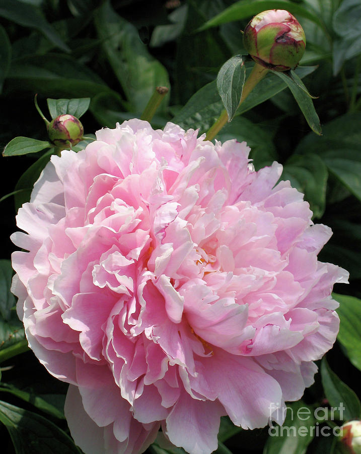 Pink Peony Photograph by Ann Horn
