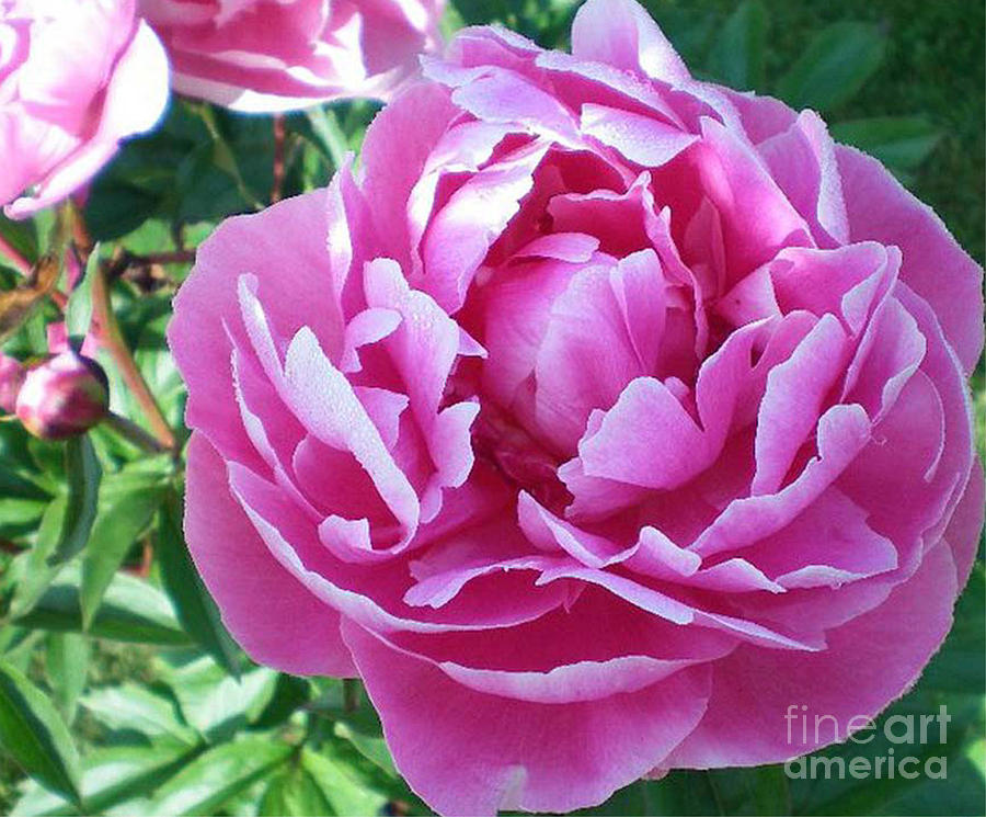 Pink Peony Photograph by Barbara A Griffin