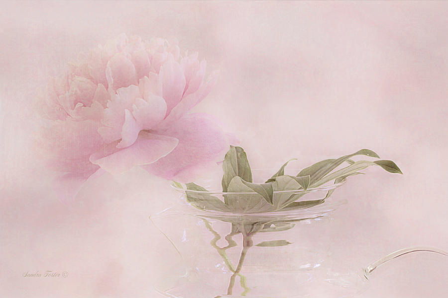 Spring Photograph - Pink Peony Blossom In Clear Glass Tea Pot by Sandra Foster