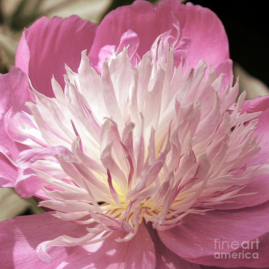 Pink Photograph - Pink Peony Bowl of Beauty by Lilliana Mendez