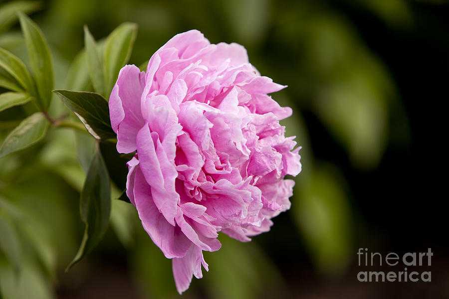 Pink Peony Photograph by Brian Jannsen