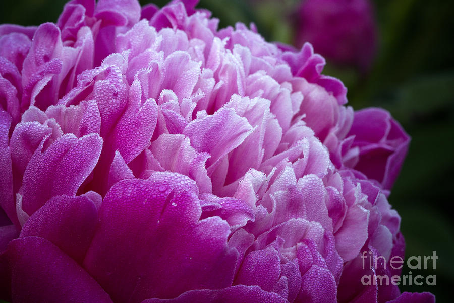 Pink Peony Photograph by Carrie Cranwill