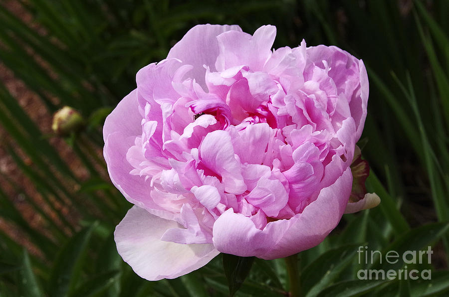 Flower Photograph - Pink Peony by Deborah Bowie