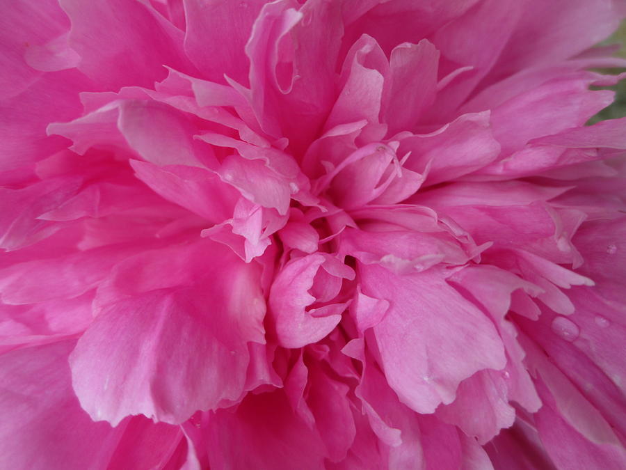 Pink Peony Photograph by Diannah Lynch