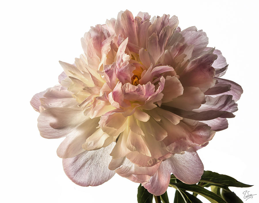 Pink Peony Photograph by Endre Balogh