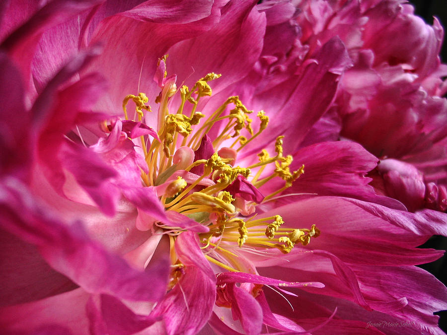 Pink Peony Flower Macro Photograph by Jennie Marie Schell