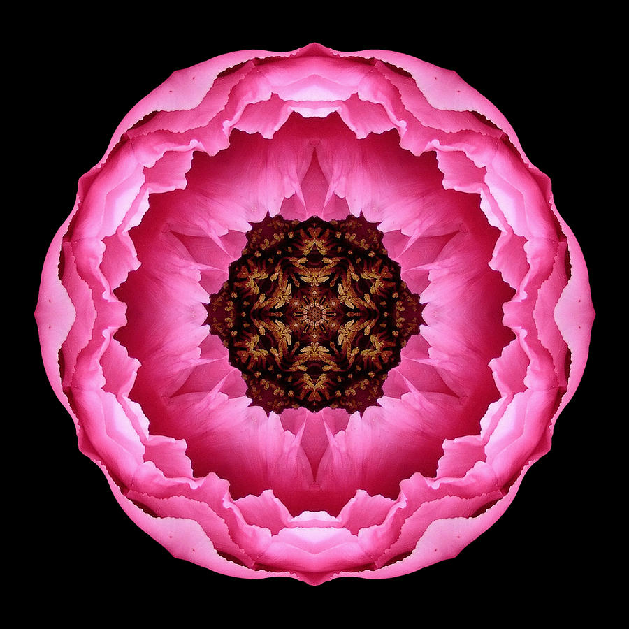 Pink Peony Flower Mandala Photograph by David J Bookbinder